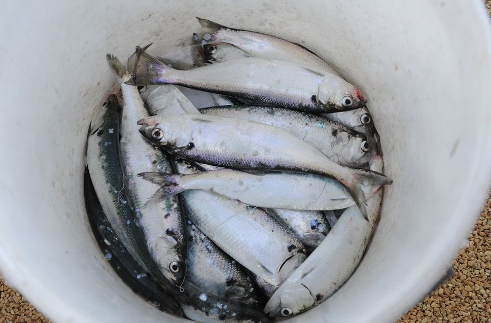 Addio pesca libera alle sarde di lago, è la prima volta