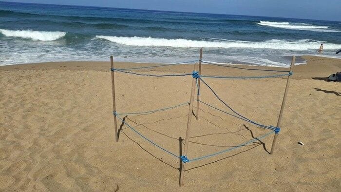 Castellabate, primo nido di 'Caretta caretta' della stagione nel Cilento