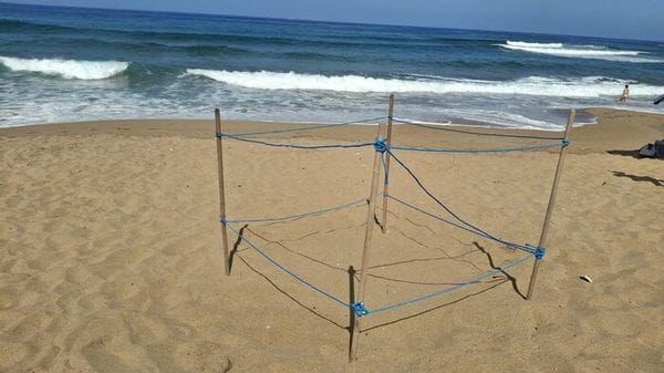 Castellabate, primo nido di 'Caretta caretta' della stagione nel Cilento
