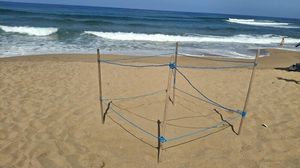 Castellabate, primo nido di 'Caretta caretta' della stagione nel Cilento