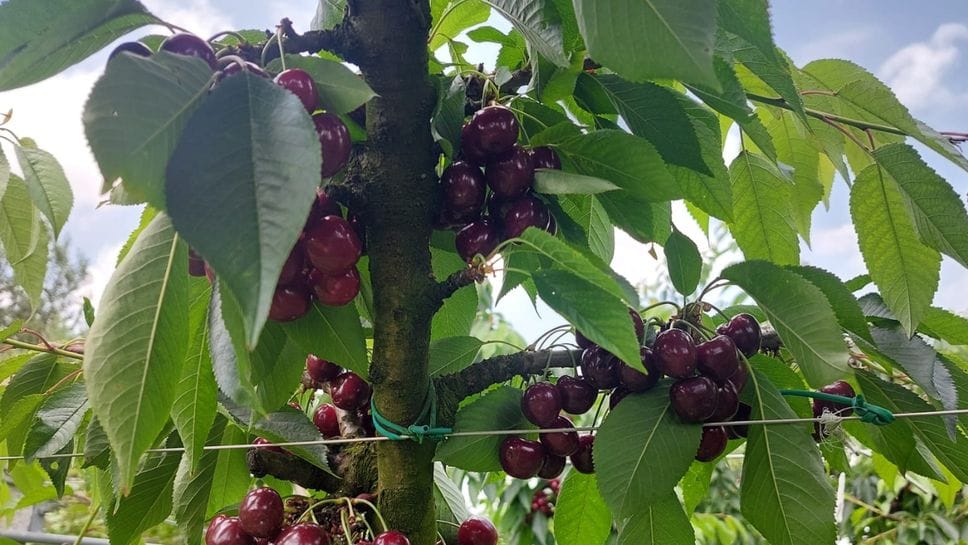 Frutta, la raccolta self service torna questo weekend in otto aziende della provincia 