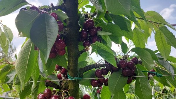 Frutta, la raccolta self service torna questo weekend in otto aziende della provincia 