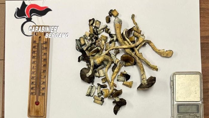 osio sopra da una lite domestica alla scoperta di una coltivazione di funghi allucinogeni