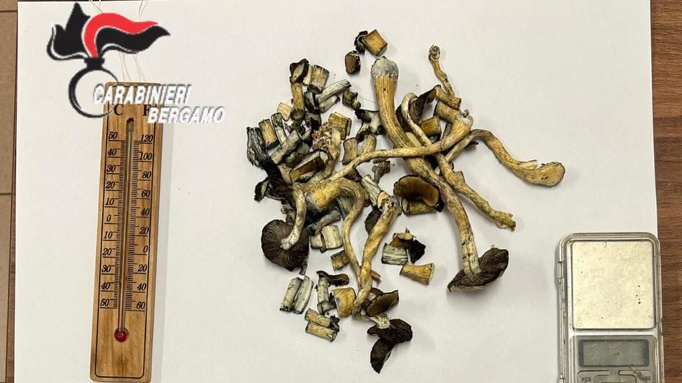 Osio Sopra, da una lite domestica alla scoperta di una coltivazione di funghi allucinogeni