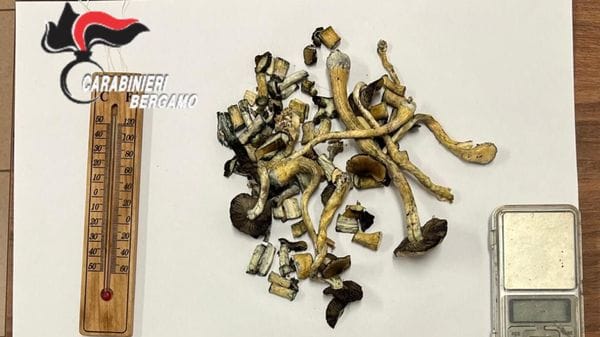 Osio Sopra, da una lite domestica alla scoperta di una coltivazione di funghi allucinogeni