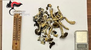 Osio Sopra, da una lite domestica alla scoperta di una coltivazione di funghi allucinogeni