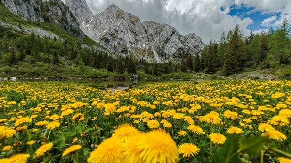 «Respiro di petali e roccia...»