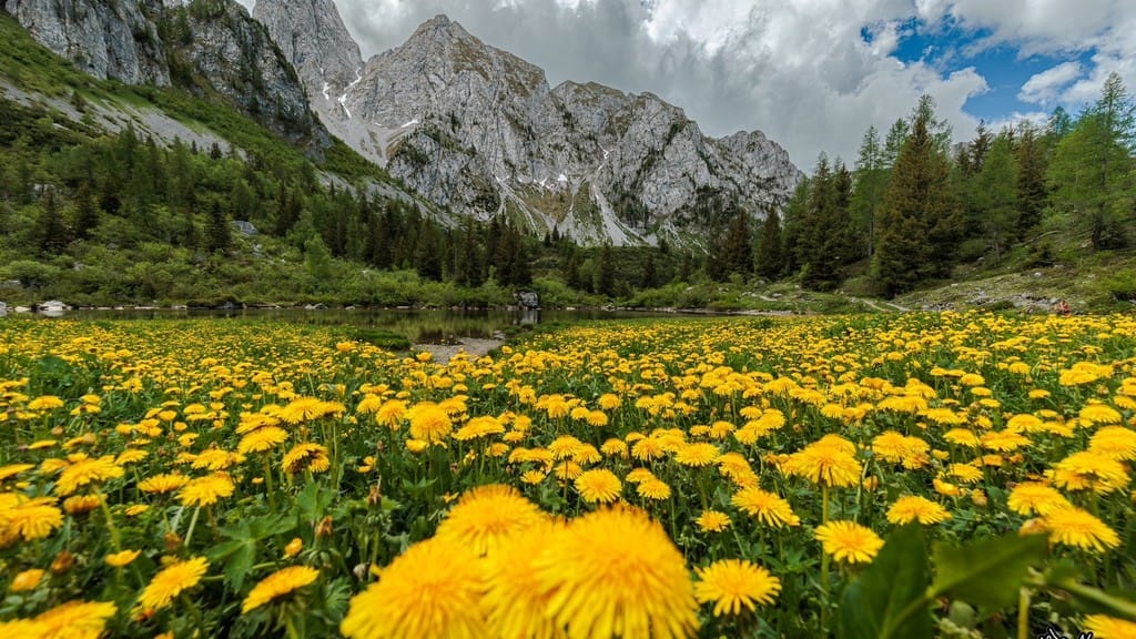 «Respiro di petali e roccia...»