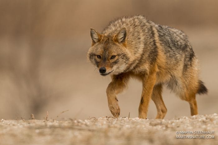 Sciacalli in espansione in Europa, aiutati dagli esseri umani