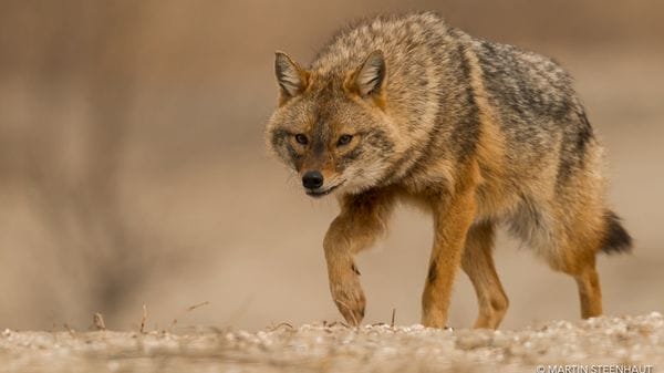 Sciacalli in espansione in Europa, aiutati dagli esseri umani