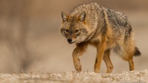 Sciacalli in espansione in Europa, aiutati dagli esseri umani