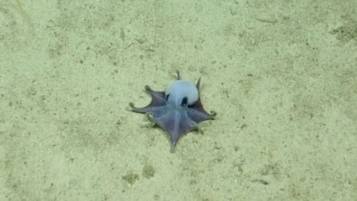 Scoperto un mini polpo blu alle Galapagos  