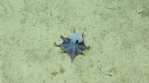 Scoperto un mini polpo blu alle Galapagos  
