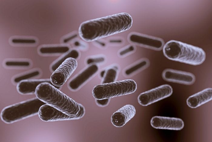 Un batterio aiuta a non riprendere i chili persi