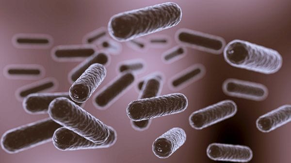 Un batterio aiuta a non riprendere i chili persi