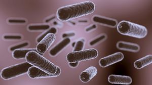 Un batterio aiuta a non riprendere i chili persi