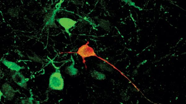 Visto nel cervello il circuito che regola il comportamento 