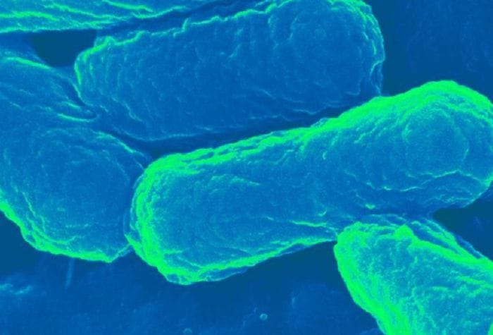I batteri diventano fabbriche di creme solari 