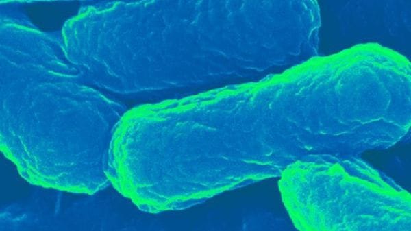 I batteri diventano fabbriche di creme solari 