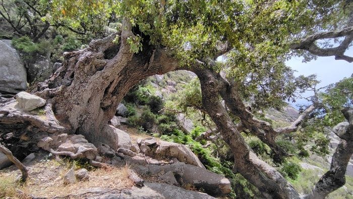 La Peste Nera favorì il ripristino delle foreste di querce in Italia