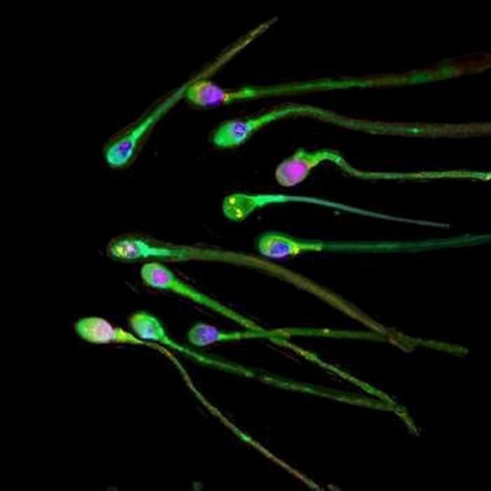 Modificati con precisione geni di embrioni umani, è la prima volta