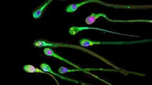 Modificati con precisione geni di embrioni umani, è la prima volta
