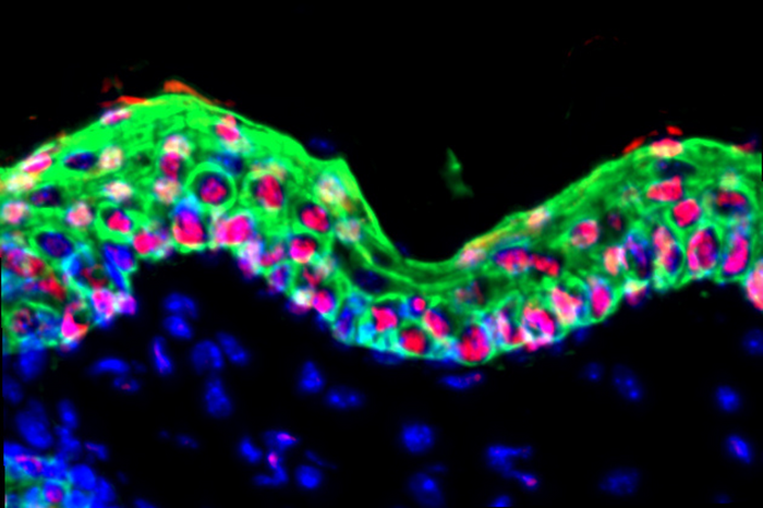 Una memoria ancestrale guida il destino delle cellule staminali 
