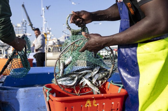 Il 31% degli italiani pensa che negli oceani i pesci non finiranno mai