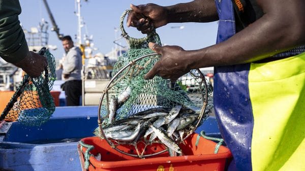 Il 31% degli italiani pensa che negli oceani i pesci non finiranno mai