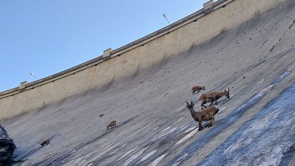 Lo spettacolo degli stambecchi sulla diga del Barbellino - Foto e video