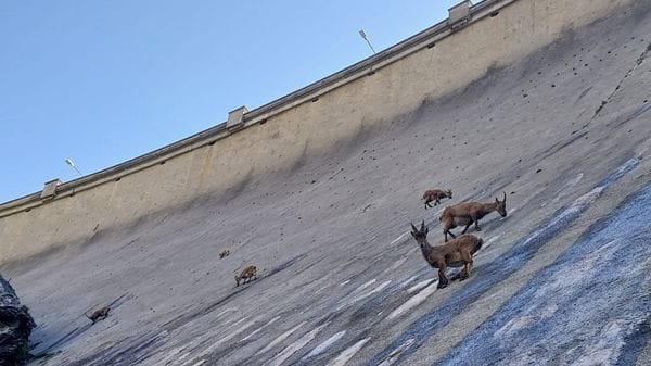 Lo spettacolo degli stambecchi sulla diga del Barbellino - Foto e video