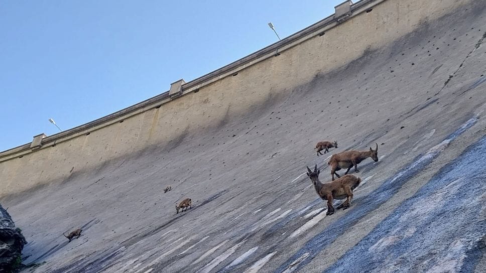 Lo spettacolo degli stambecchi sulla diga del Barbellino - Foto