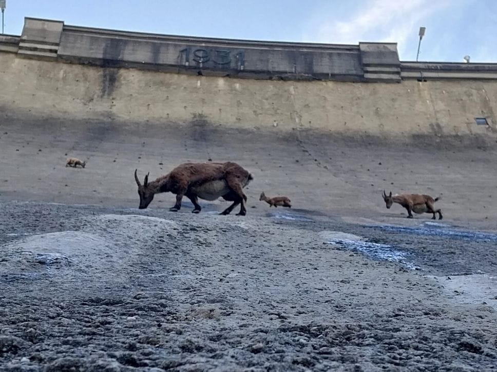 Lo spettacolo degli stambecchi sulla diga del Barbellino - Foto
