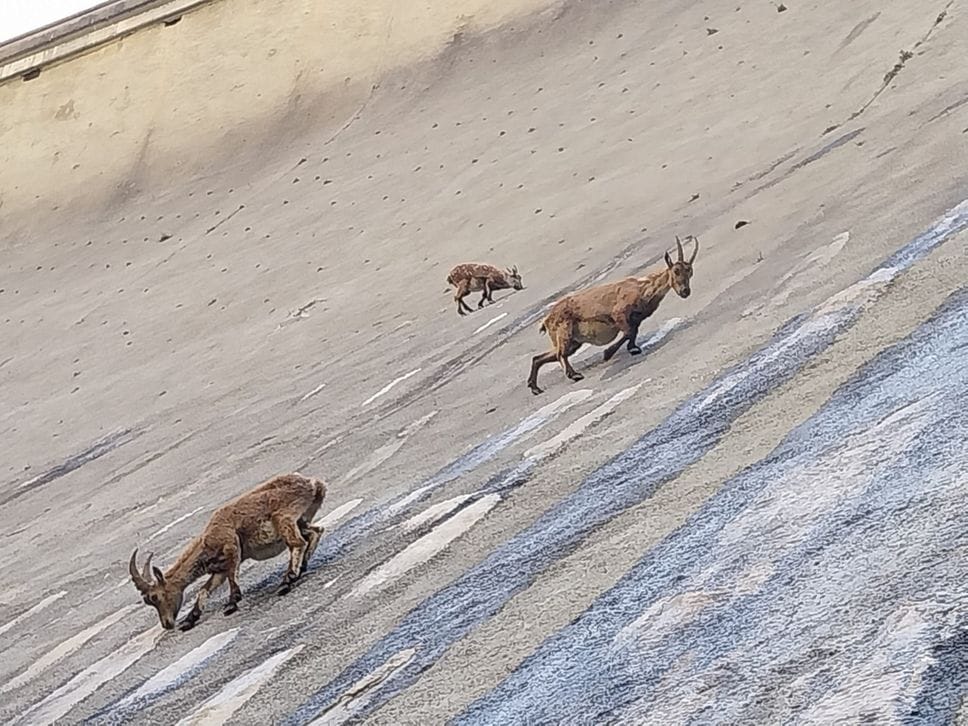 Lo spettacolo degli stambecchi sulla diga del Barbellino - Foto
