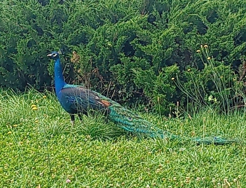 Pavone a spasso tra Longuelo e Curno: raffica di avvistamenti, qualche timore per la sicurezza - Le foto