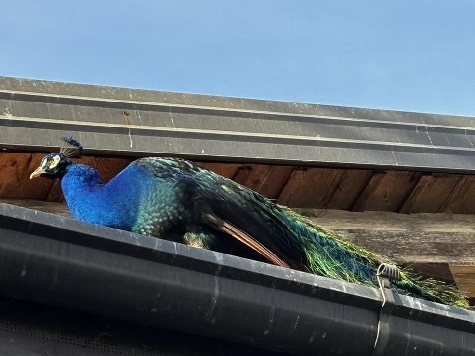 Pavone a spasso tra Longuelo e Curno: raffica di avvistamenti, qualche timore per la sicurezza - Le foto