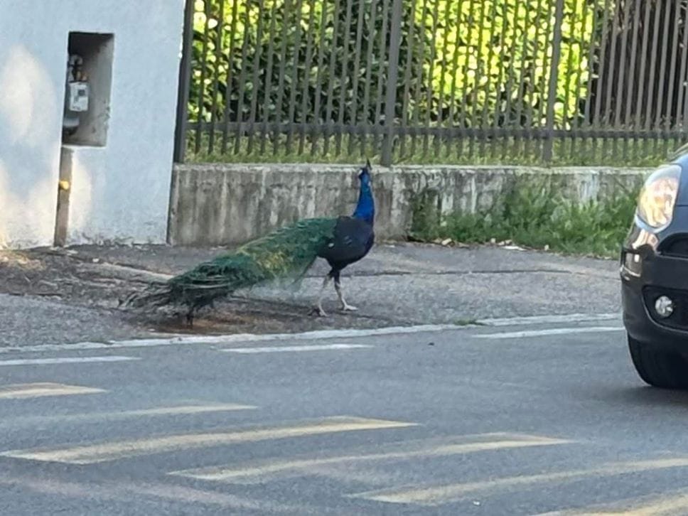 Pavone a spasso tra Longuelo e Curno: raffica di avvistamenti, qualche timore per la sicurezza - Le foto