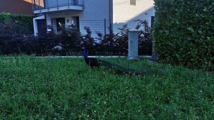 https://storage.ecodibergamo.it/media/photologue/2026/6/7/photos/cache/pavone-a-spasso-tra-longuelo-e-curno-raffica-di-avvistamenti-qualche-timore-pe_cf024814-625e-11f1-bd25-9823d43f8df2_1920_1080_v3_large_16_9.jpeg