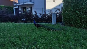 Pavone a spasso tra Longuelo e Curno: raffica di avvistamenti, qualche timore per la sicurezza - Le foto