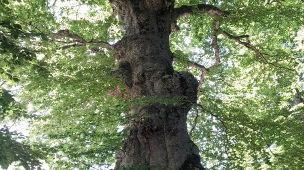 In pericolo il faggio di 550 anni patriarca di Canfaito, un 'principio di necrosi'