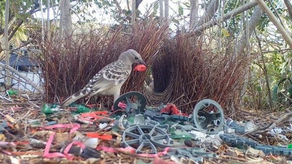 Dalle banconote alle manette, così gli uccelli di città seducono le femmine  VIDEO