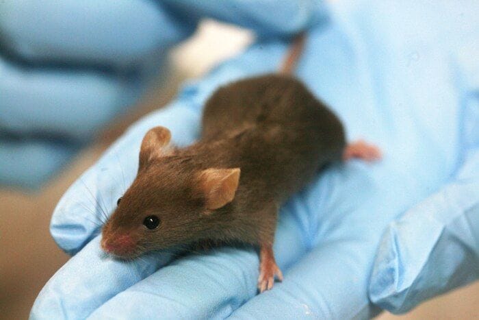 Un topo di laboratorio su due ha un Dna diverso da quello dichiarato 