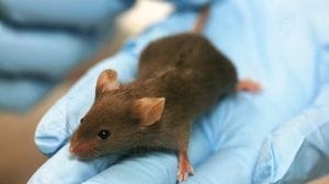 Un topo di laboratorio su due ha un Dna diverso da quello dichiarato 