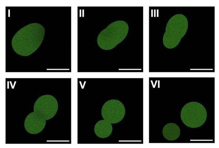 Dubbi sulla prima cellula sintetica 'ottenuta da zero'