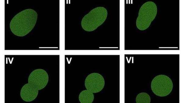 Dubbi sulla prima cellula sintetica 'ottenuta da zero'