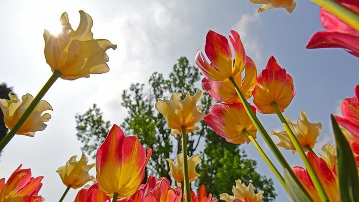Guardando il cielo tra i tulipani