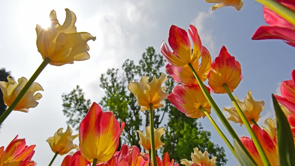 Guardando il cielo tra i tulipani