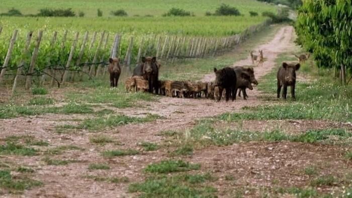 Leal, archi e frecce per abbattere i cinghiali, pericolosa deriva