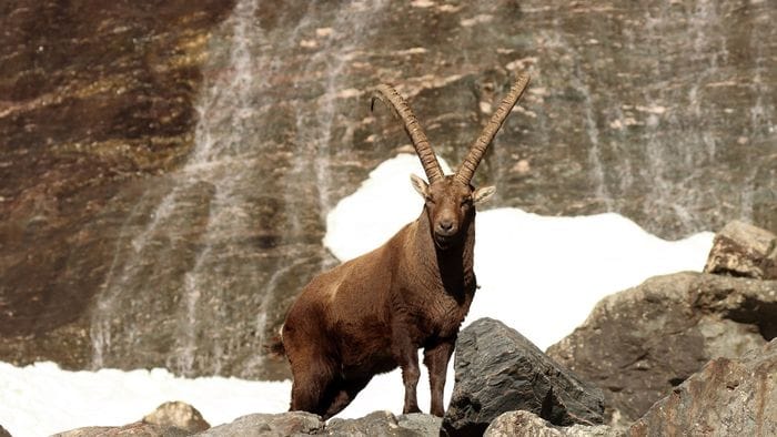 escursionista bergamasca travolta da uno stambecco in val di sole ferita a 2900 metri da Ecodibergamo.it escursionista bergamasca travolta da uno stambecco in val di sole ferita a 2900 metri