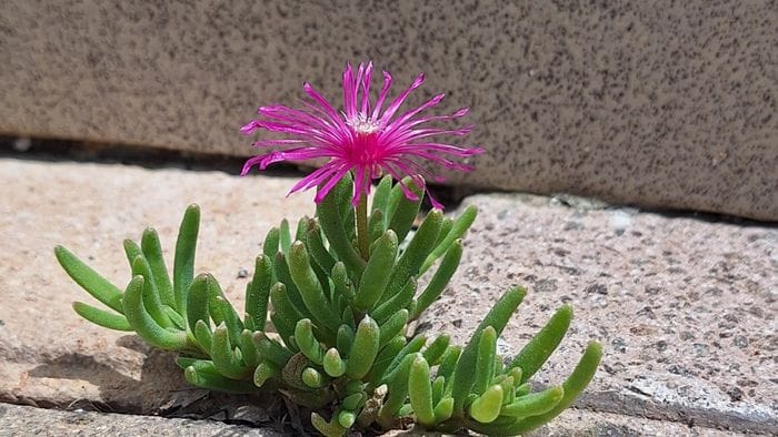 La forza della natura